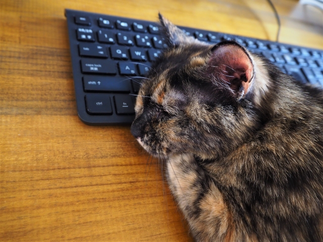 キーボードを枕にして寝る猫